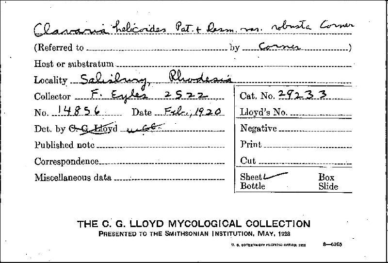 Clavaria helicoides image