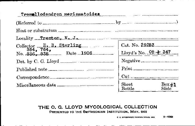 Tremellodendron merismatoides image