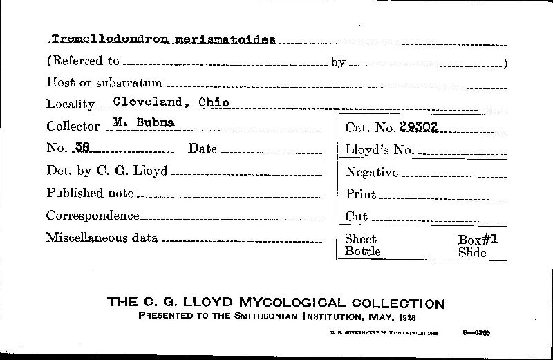 Tremellodendron merismatoides image