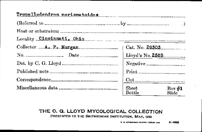 Tremellodendron merismatoides image