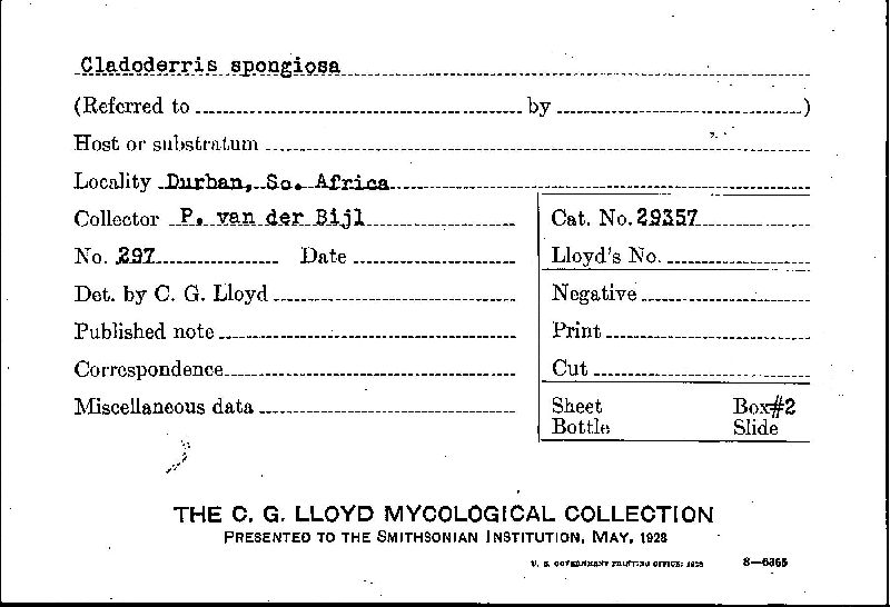 Cymatoderma elegans image