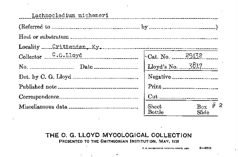 Lachnocladium micheneri image