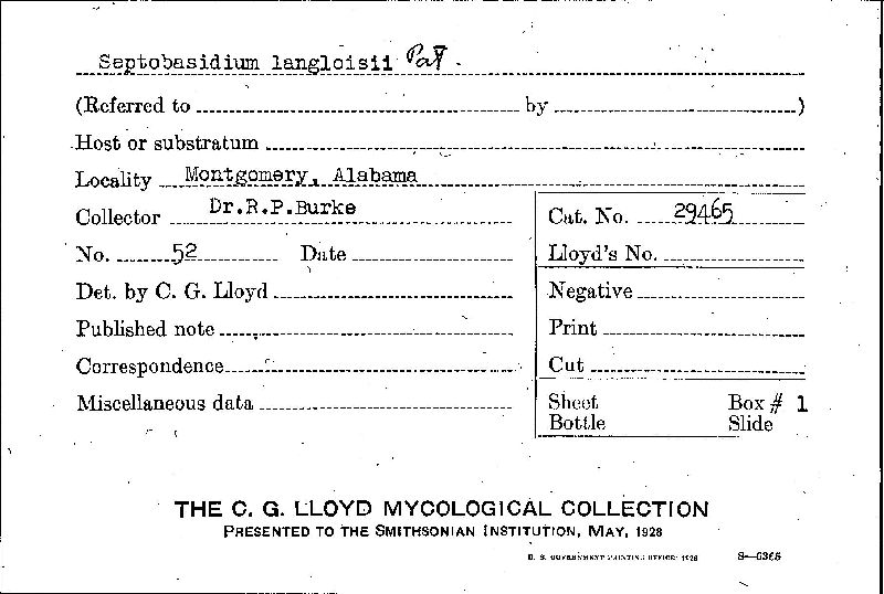 Septobasidium langloisii image