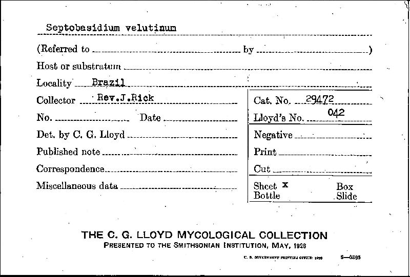 Septobasidium velutinum image