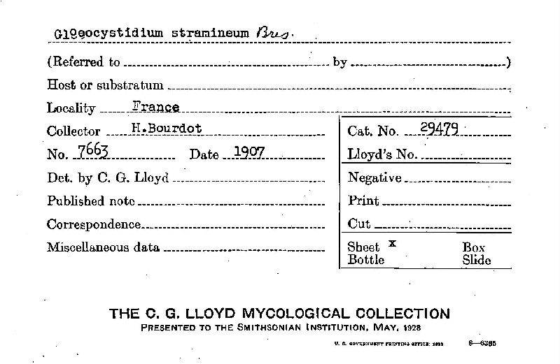 Gloeocystidium stramineum image