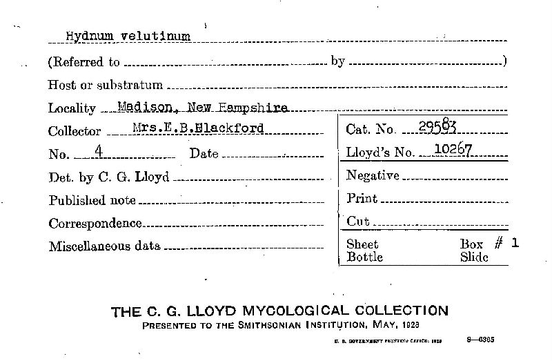 Hydnum velutinum image