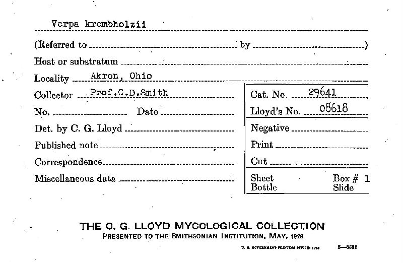 Verpa krombholzii image