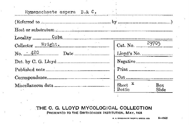 Hymenochaete aspera image