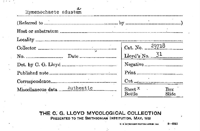 Hymenochaete adusta image