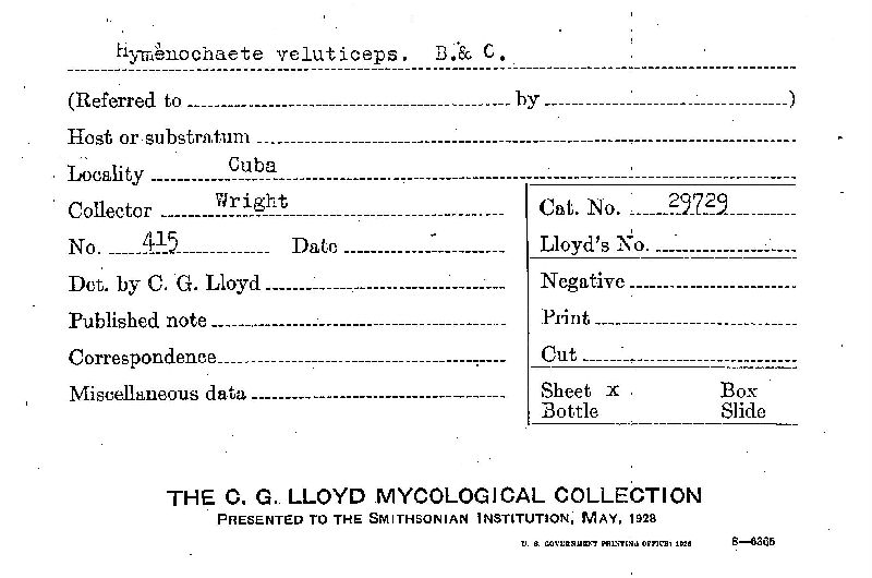 Hymenochaete veluticeps image