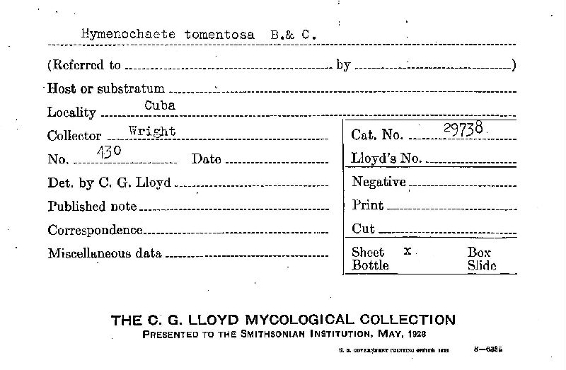 Hymenochaete tomentosa image