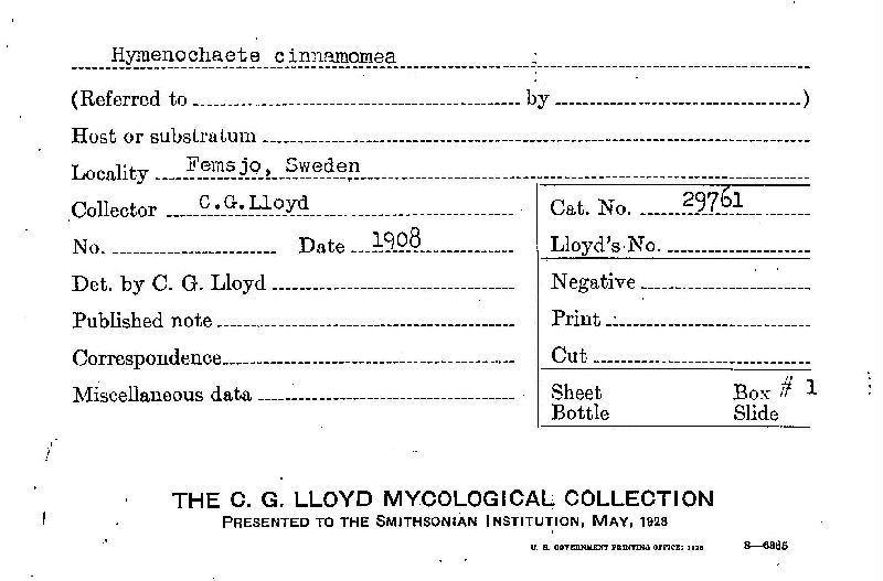Hymenochaete cinnamomea image