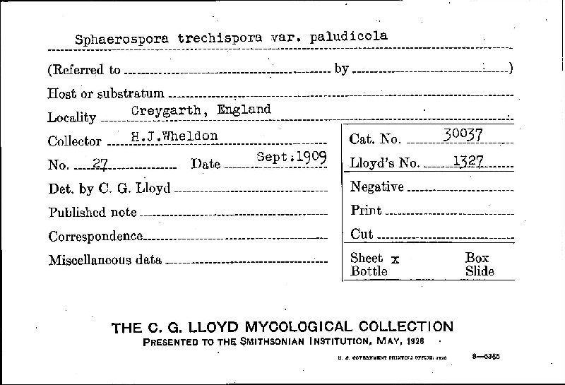 Scutellinia trechispora image