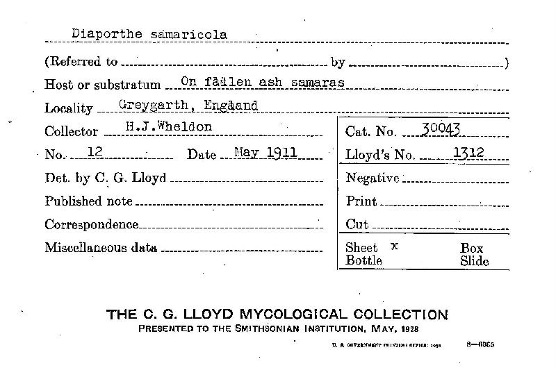 Diaporthe samaricola image
