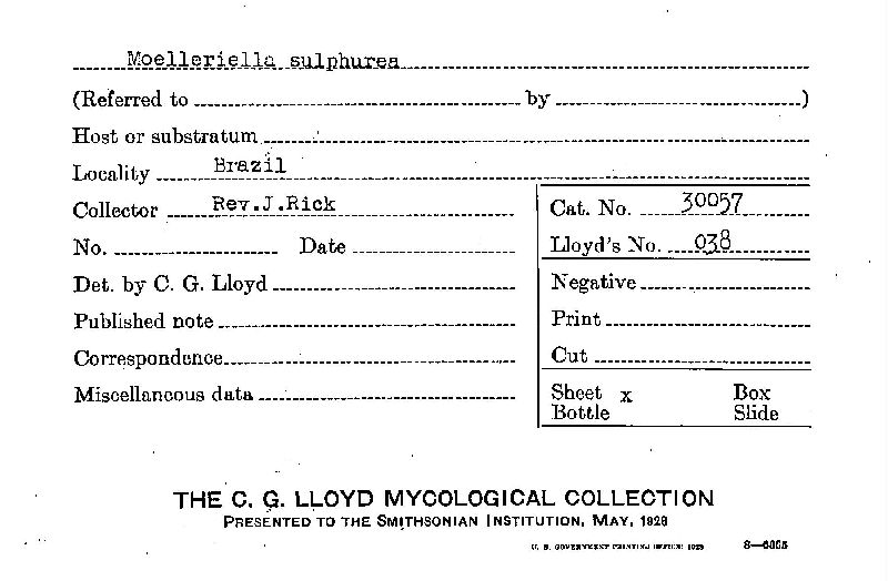 Moelleriella sulphurea image