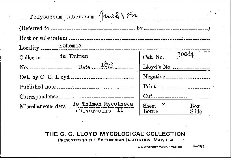 Polysaccum tuberosum image