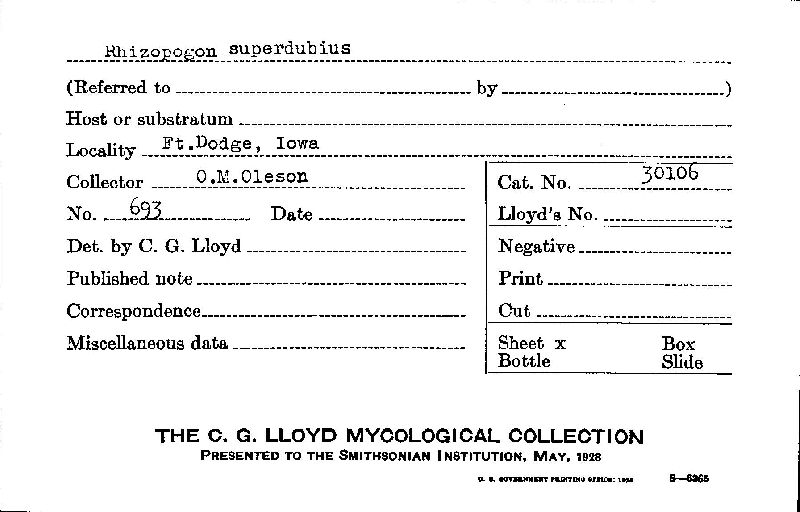 Rhizopogon superdubius image