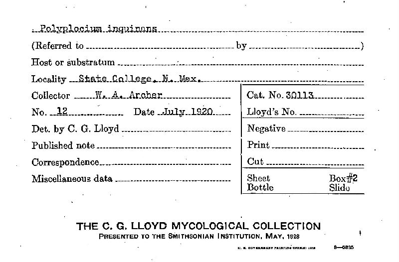 Polyplocium inquinans image