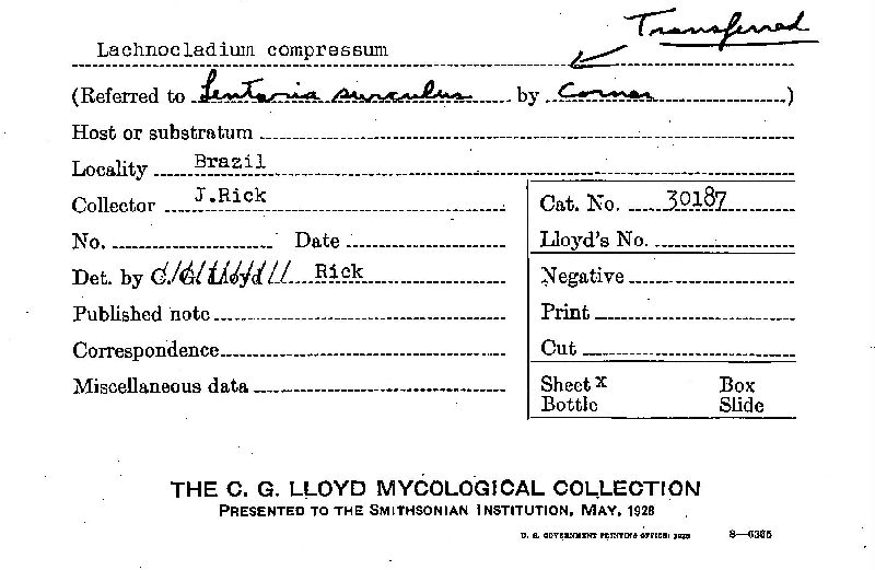 Lachnocladium compressum image