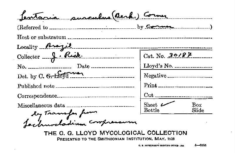 Lachnocladium compressum image