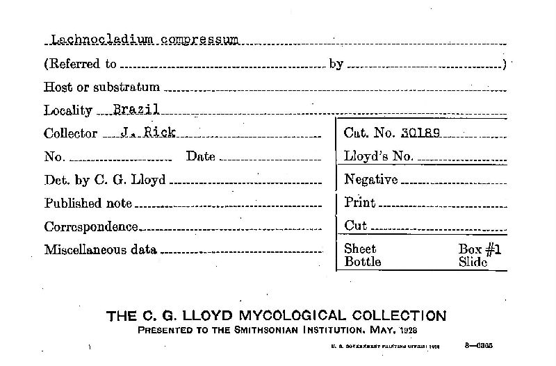 Lachnocladium compressum image