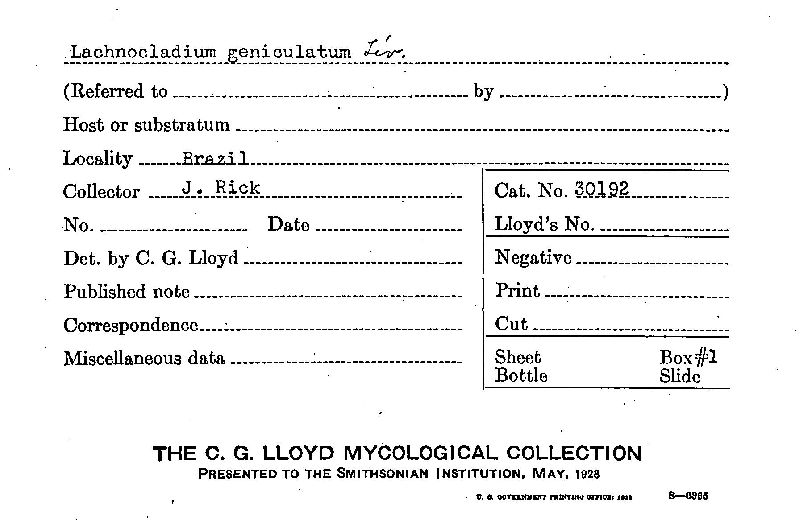 Lachnocladium geniculatum image