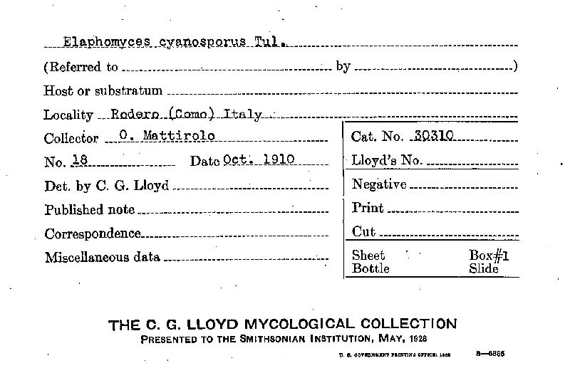 Elaphomyces cyanosporus image