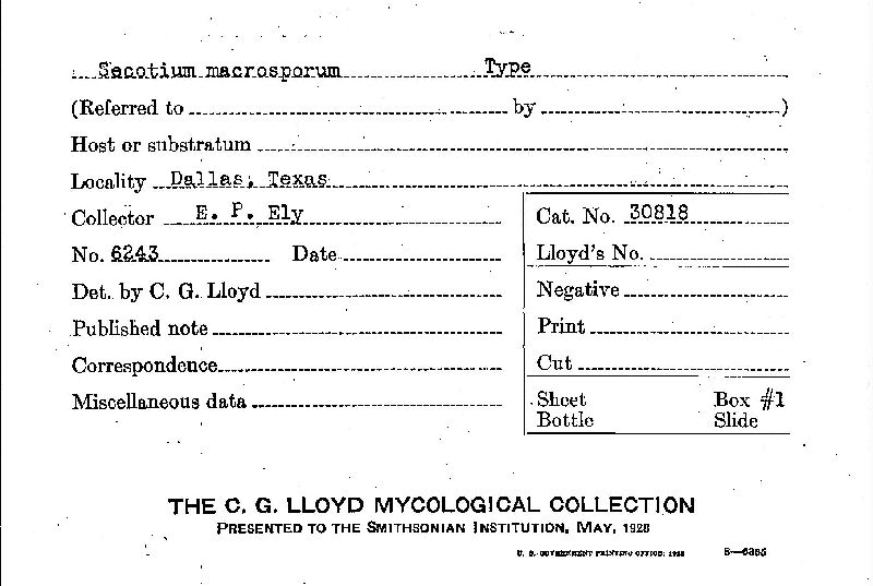 Neosecotium macrosporum image