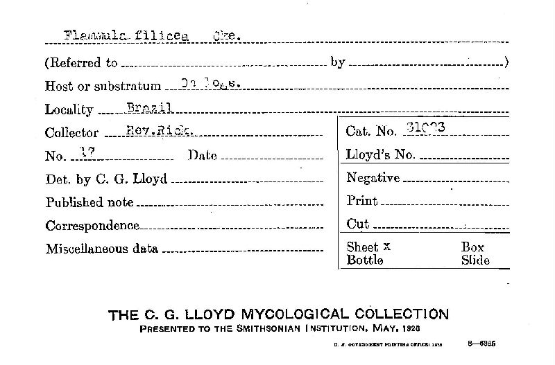 Gymnopilus filiceus image