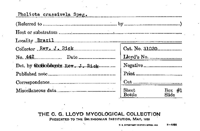 Pholiota crassivela image