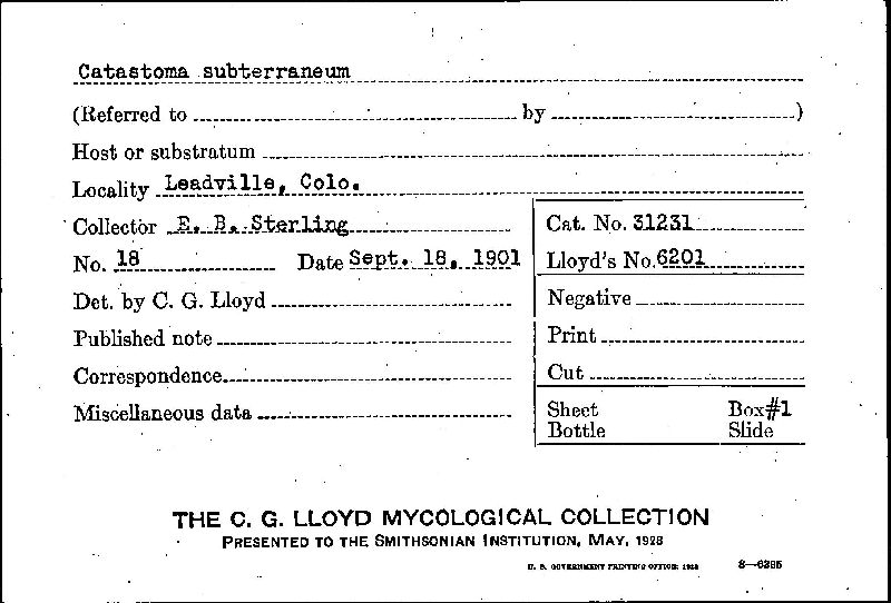 Disciseda bovista image