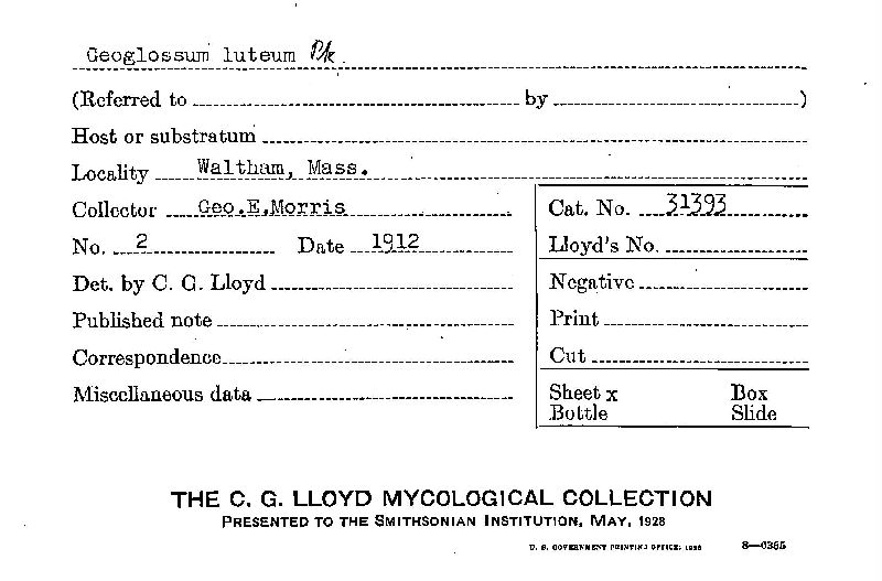Geoglossum luteum image