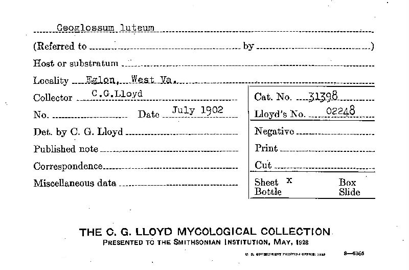 Geoglossum luteum image