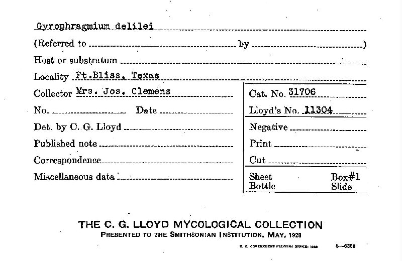 Gyrophragmium delilei image