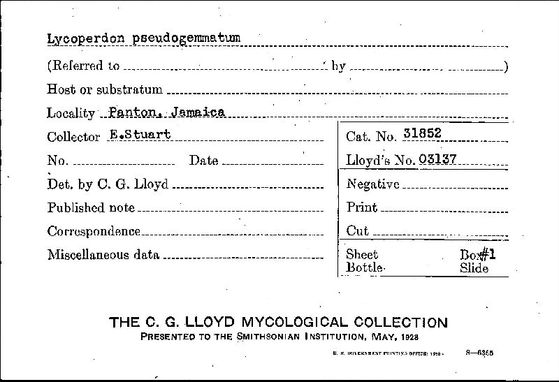 Lycoperdon pseudogemmatum image