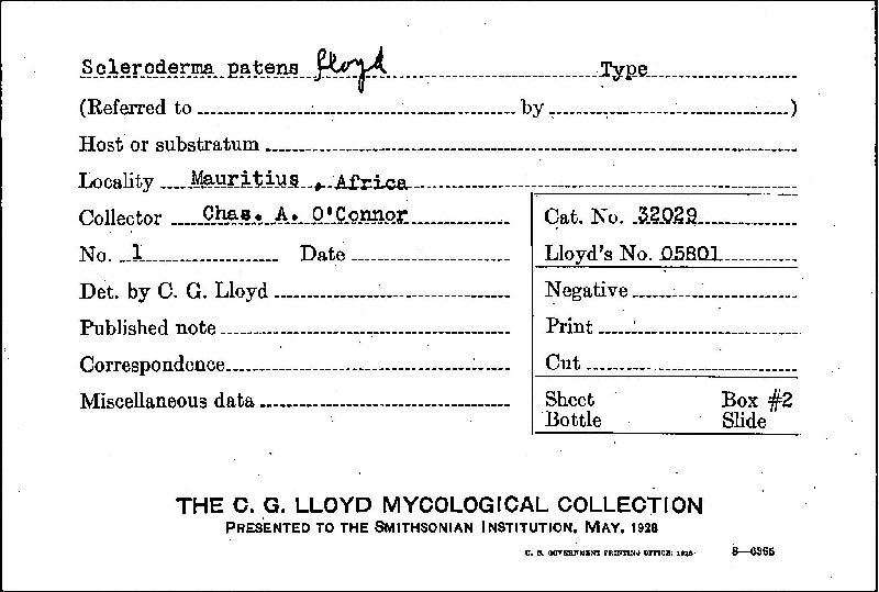 Scleroderma patens image