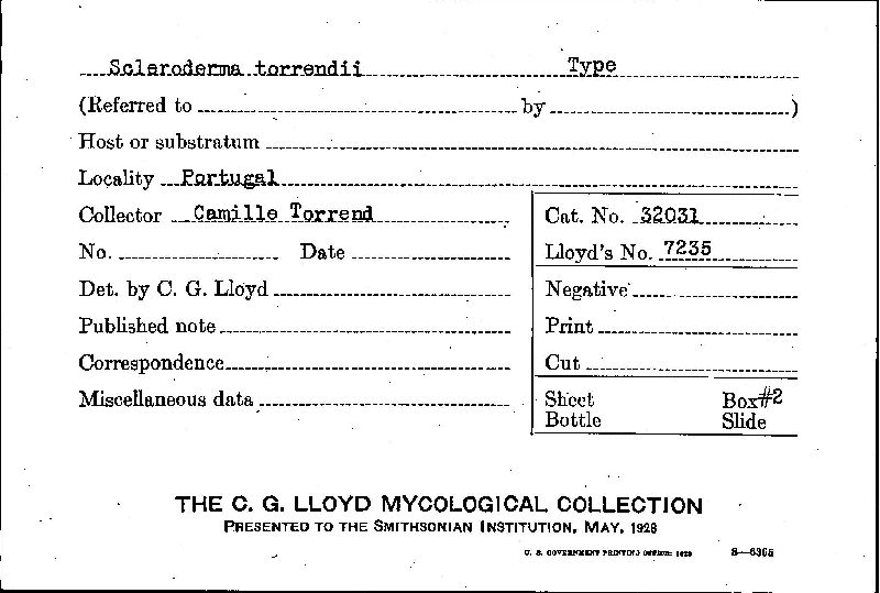 Scleroderma torrendii image