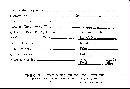 Scleroderma polyrhizum image