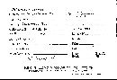 Scleroderma polyrhizum image