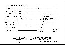 Scleroderma polyrhizum image