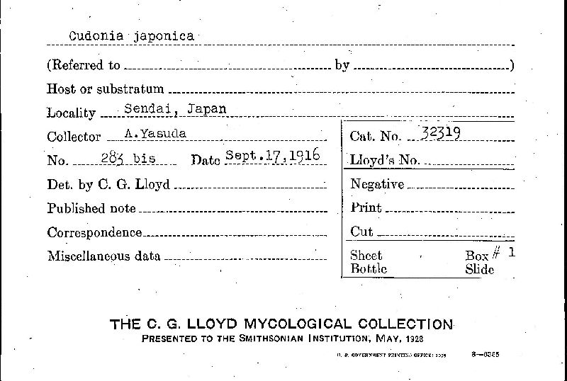 Cudonia japonica image
