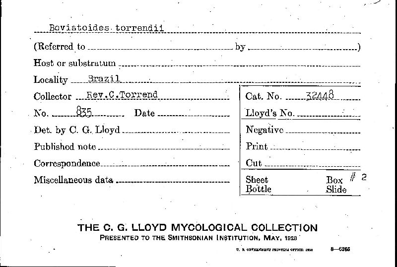 Acutocapillitium image