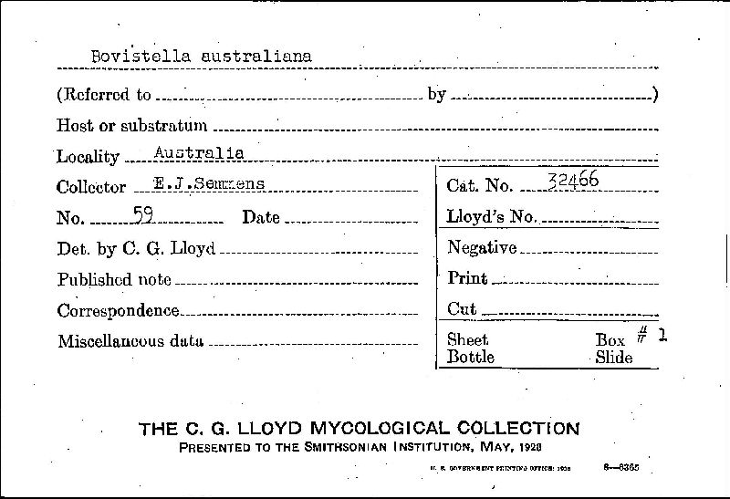 Bovistella australiana image