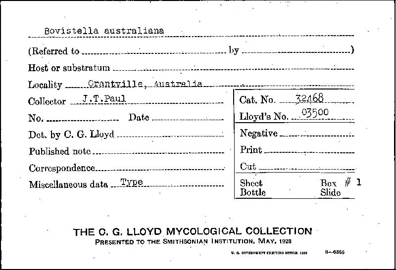 Bovistella australiana image