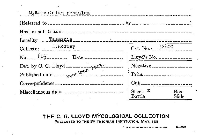 Myxomycidium pendulum image