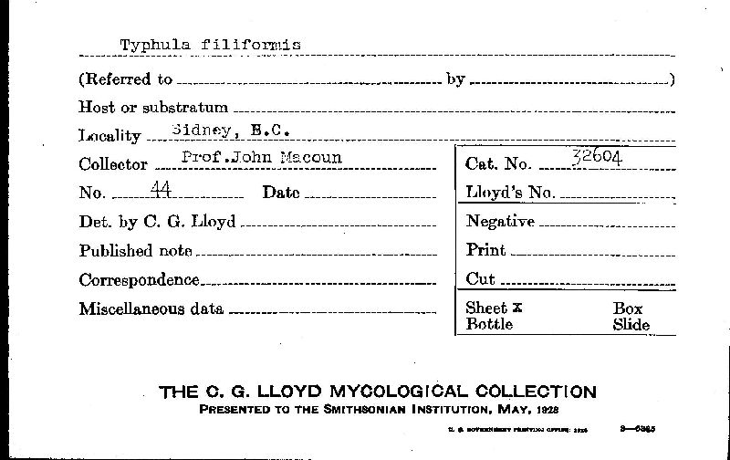 Typhula filiformis image