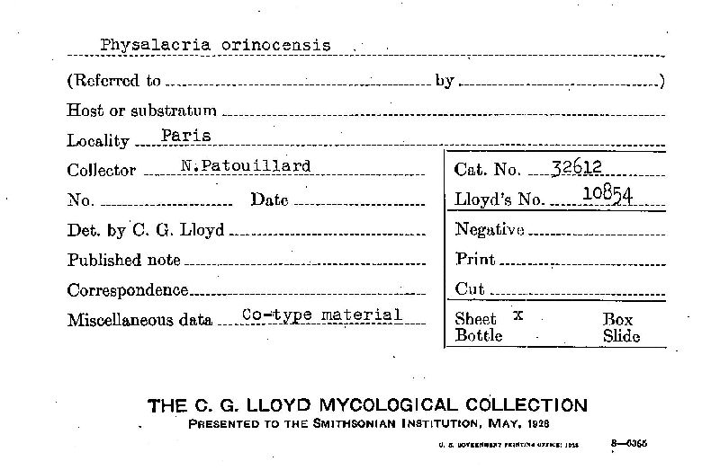 Physalacria orinocensis image