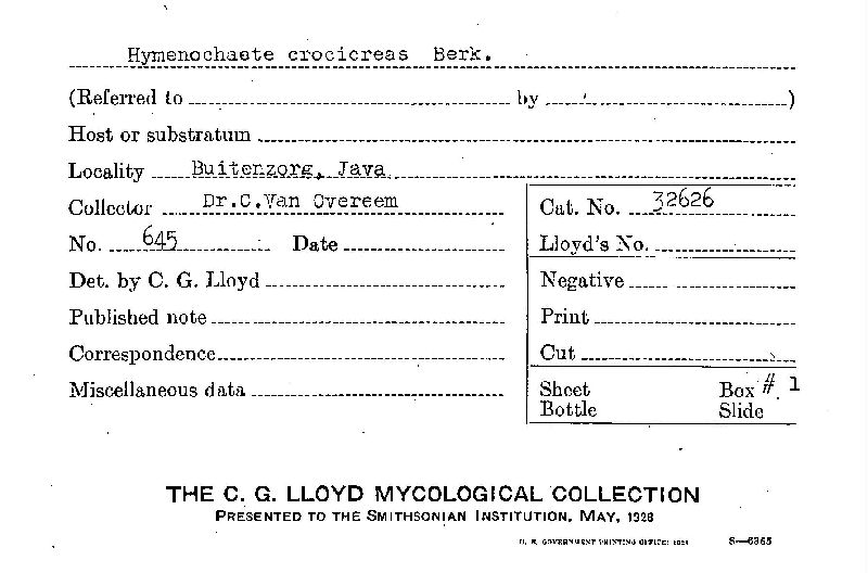 Hymenochaete crocicreas image