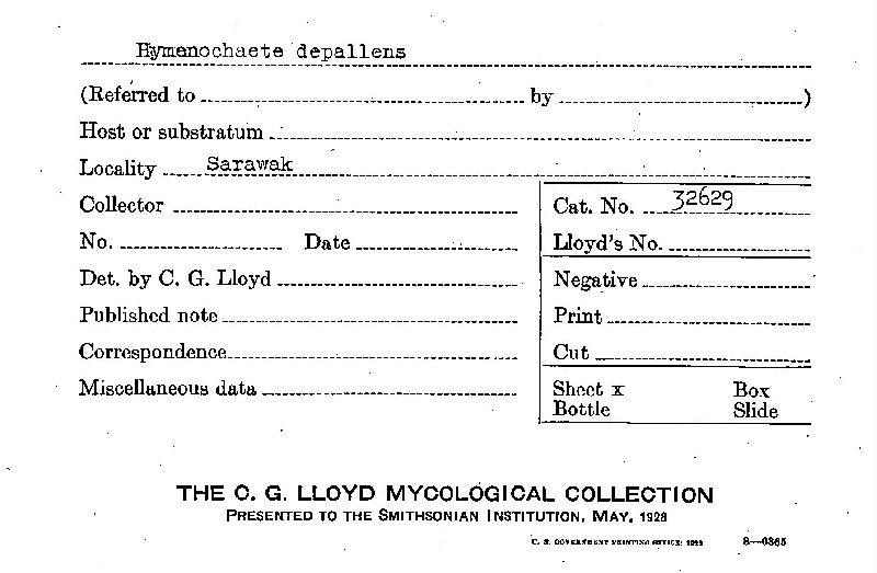 Hymenochaete depallens image