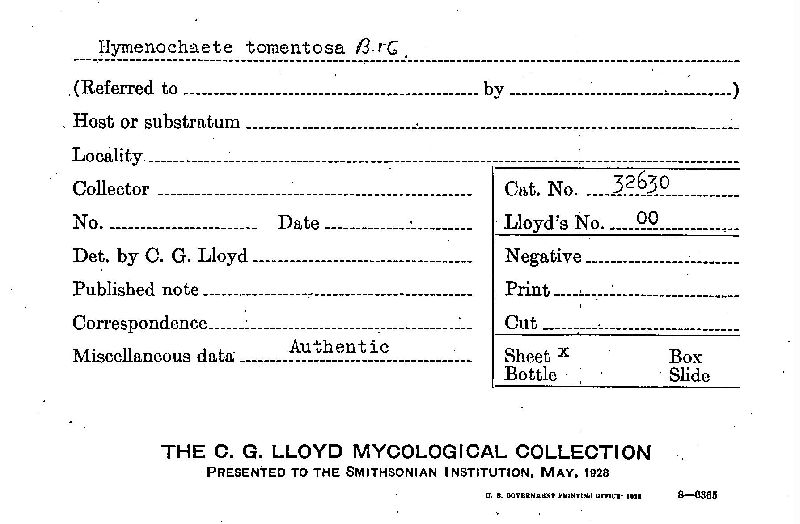 Hymenochaete tomentosa image